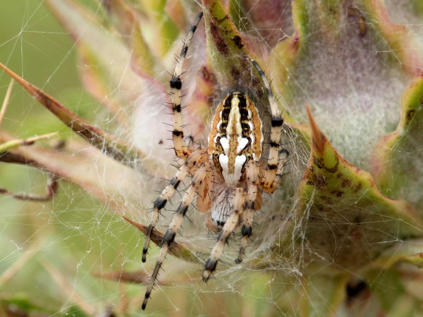 Aculepeira armida & Neoscona adianta - Tolfa (RM)